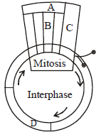 Cell Cycle and Cell Divison mcq question image